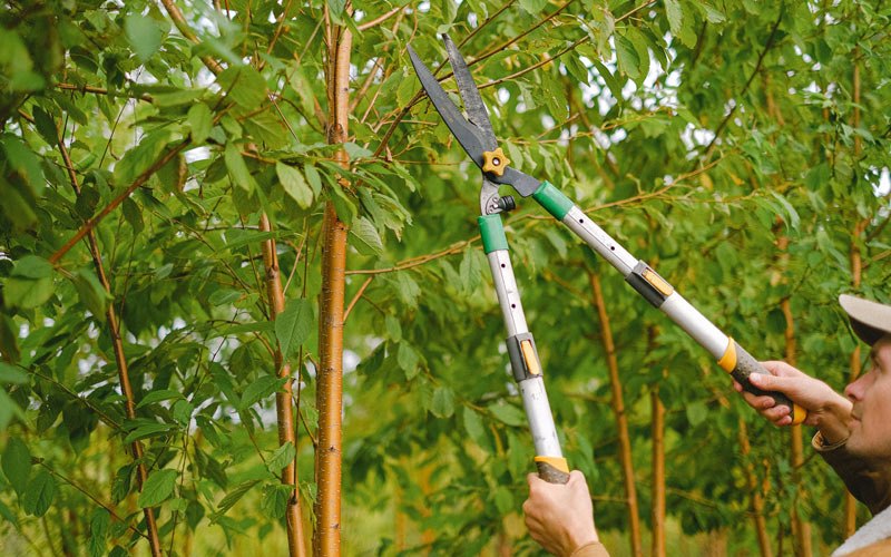 Tree trimming in Athol, KS
