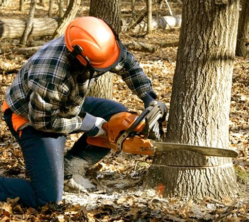 Tree Removal in Athol, KS